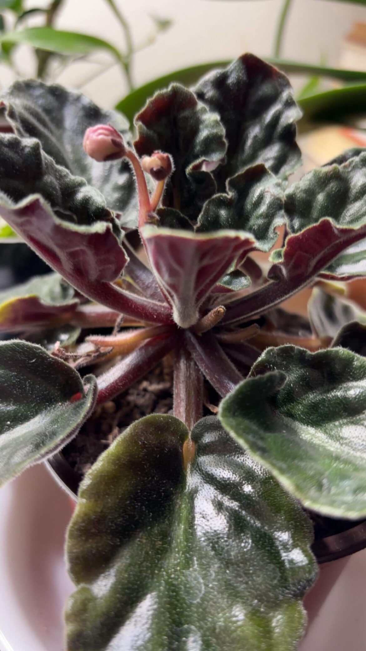 Update on my $1.50 clearance babe from a long time ago