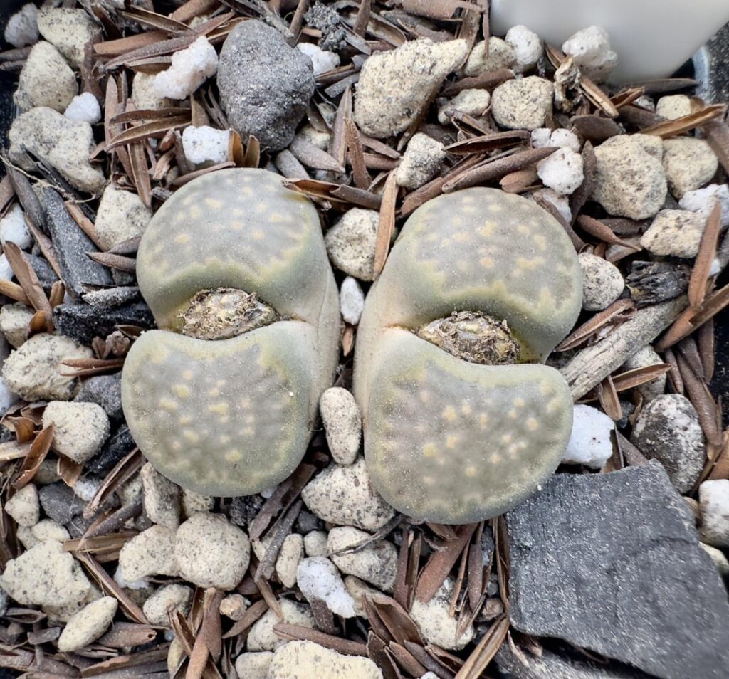 I'm fascinated by this color.