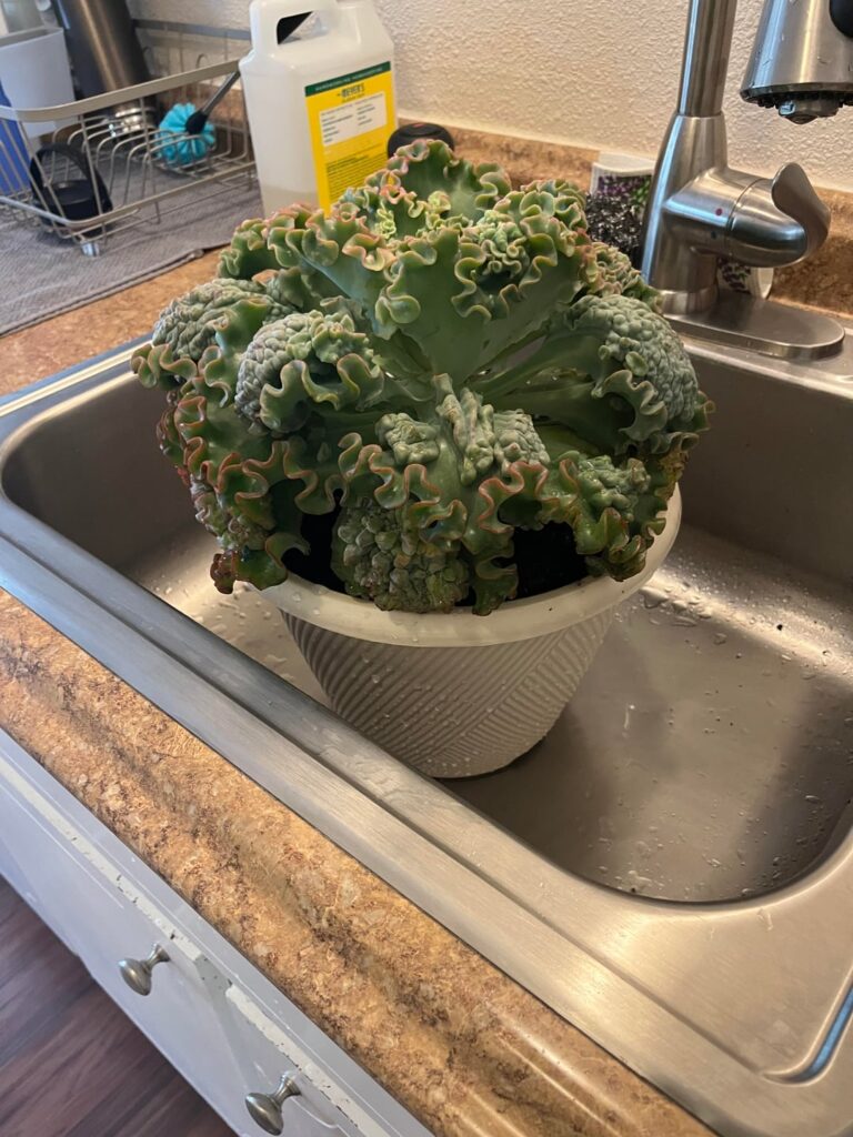 new to echeveria care