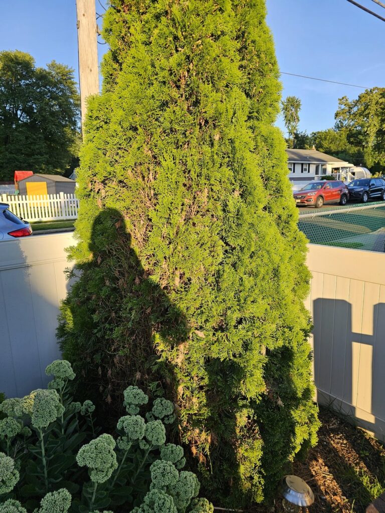 Arborvitae Help