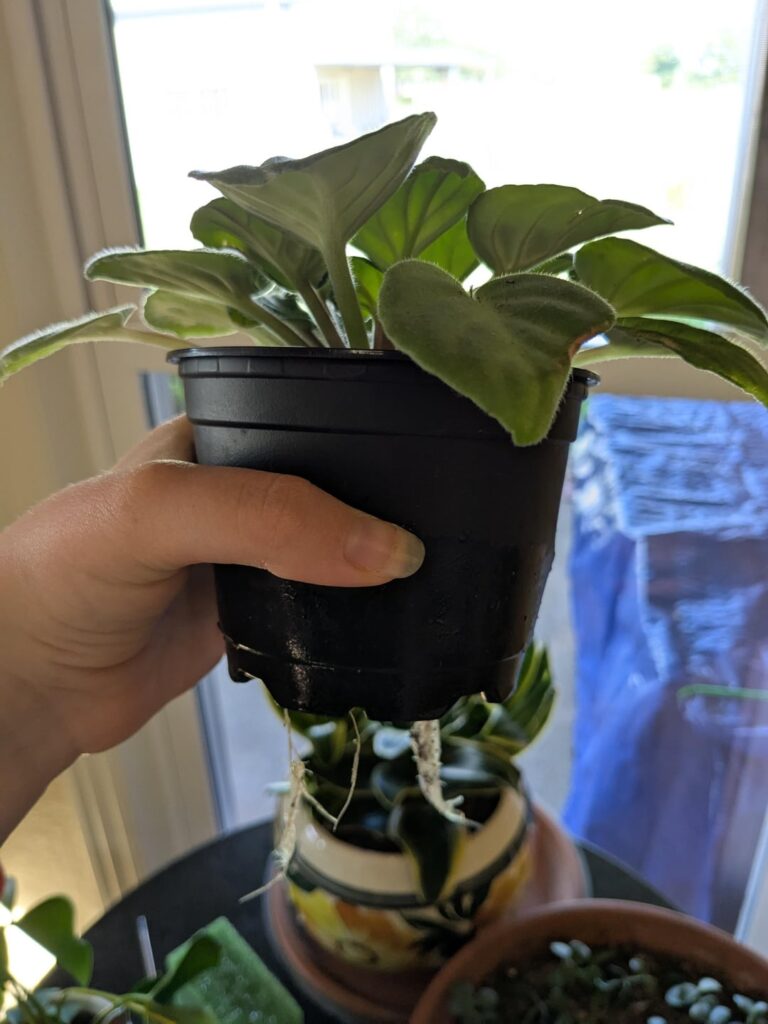 Should this be repotted?