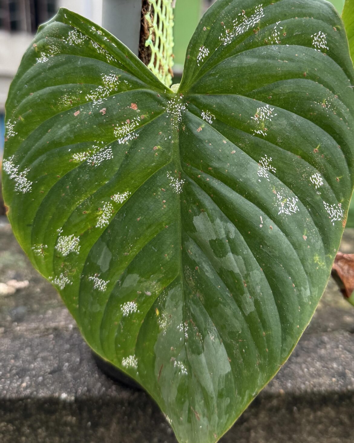 What are these on my leaf?