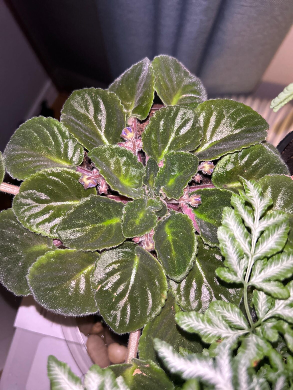 I think my first african violet bloom is coming in!