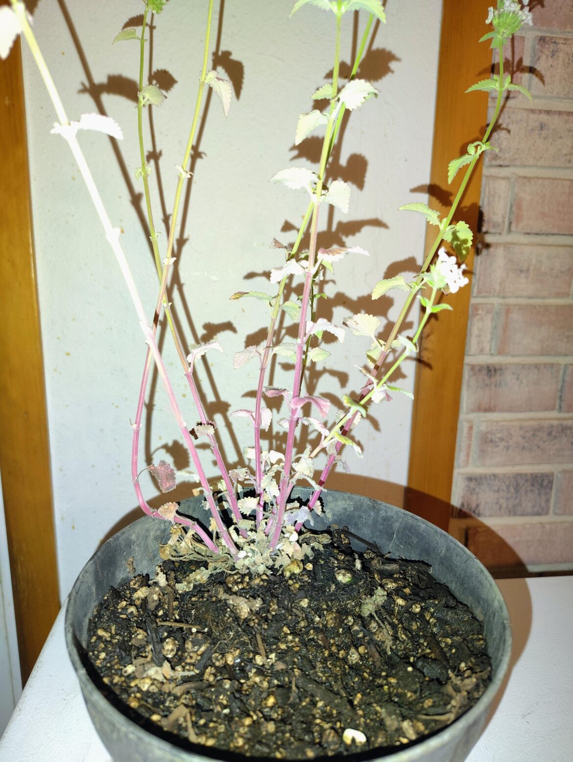Why is my catnip purple? Why is my catnip purple?