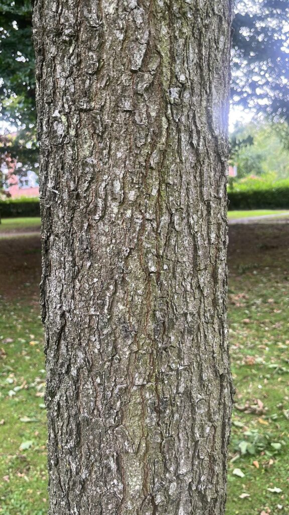 Tree ID Needed