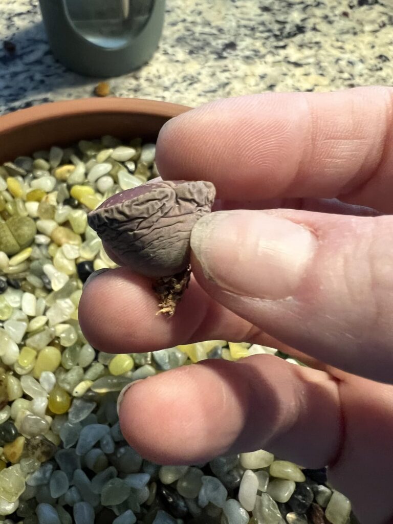 Just delivered - when/if to water?