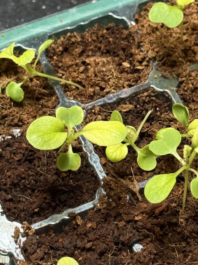 Why are my leaves staying yellow?