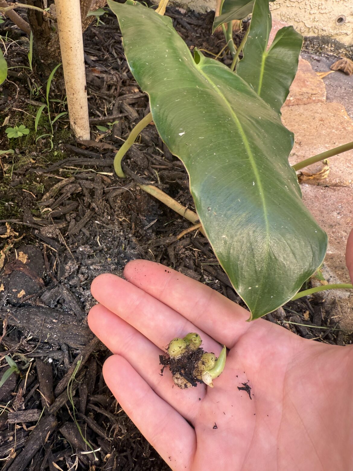 What the heck is this?