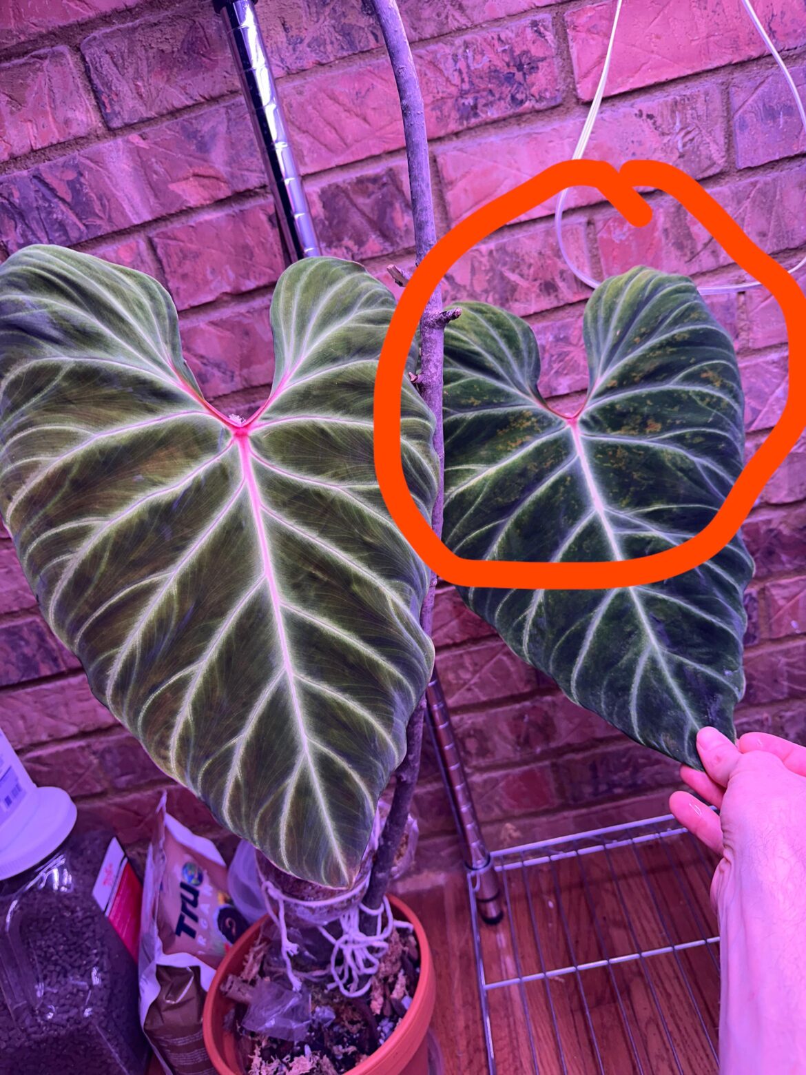 Help. Is that fungal?