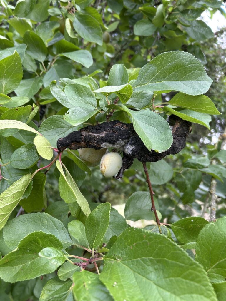 What’s this growing on this plum tree? What’s this growing on this plum tree?