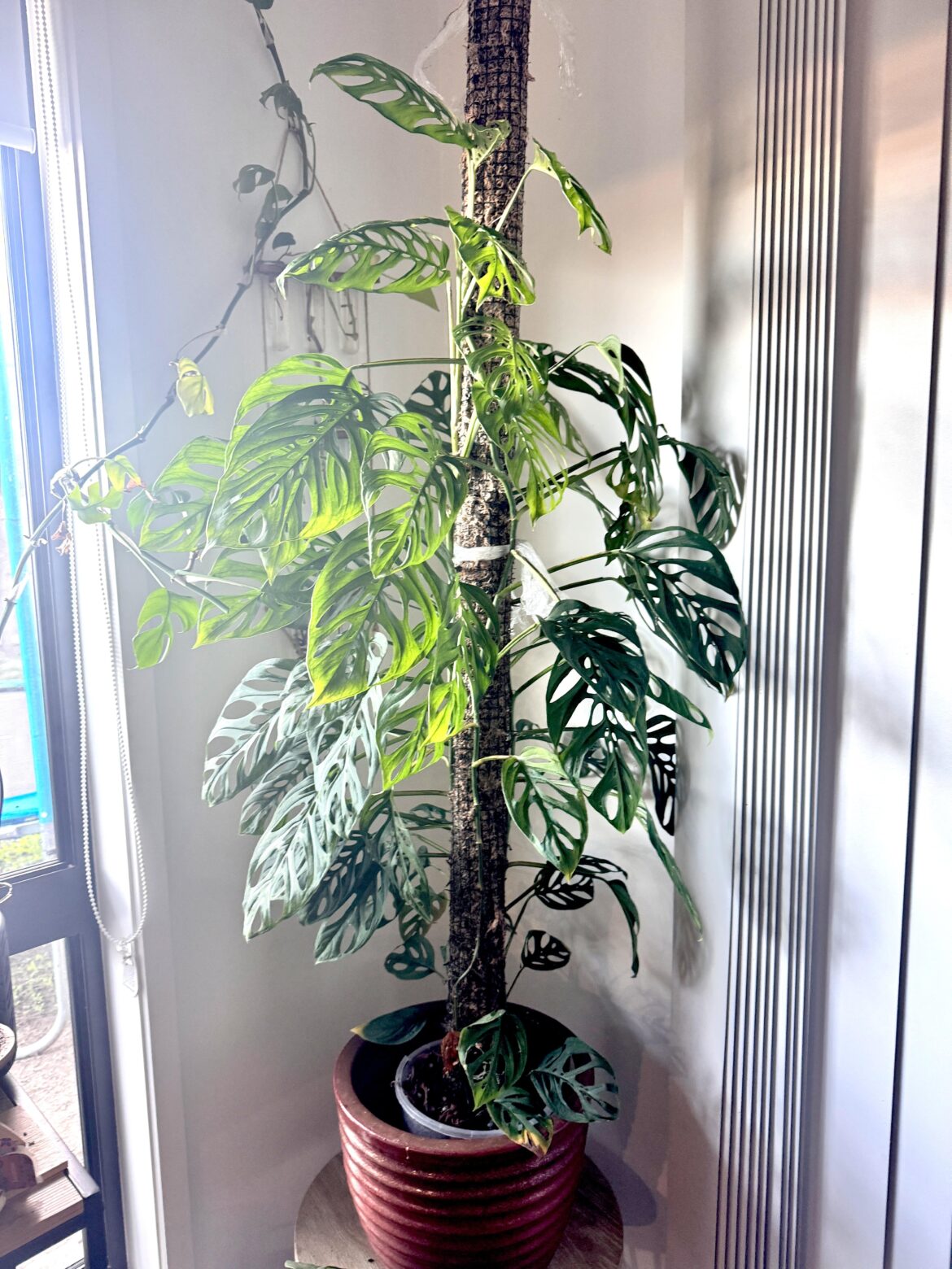 My monstera Swiss 😍