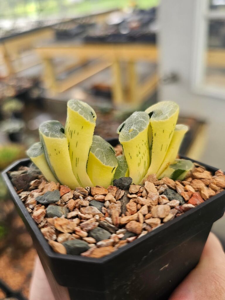 Some of my favorite truncatas