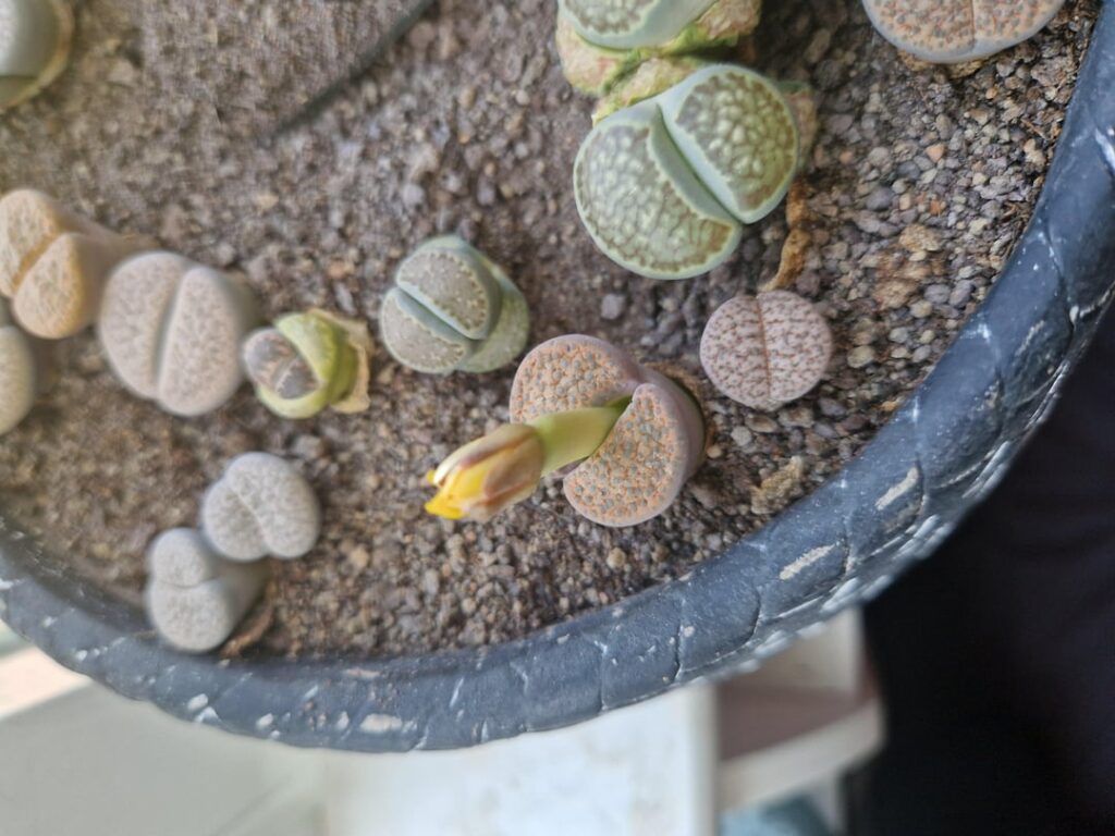 It flowered for the first time in 3 years!!!🥹🥹🥹