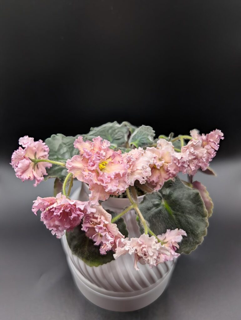 What is flowering in my mini collection. Showing off What is flowering in my mini collection. Showing off