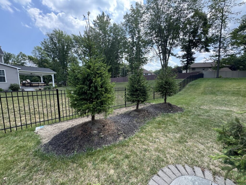 Any hope for these spruce trees?
