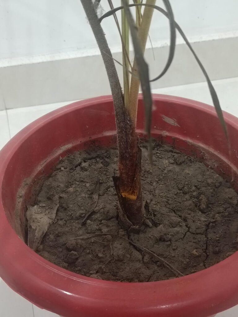 What's happening with my Areca Palm help me save this