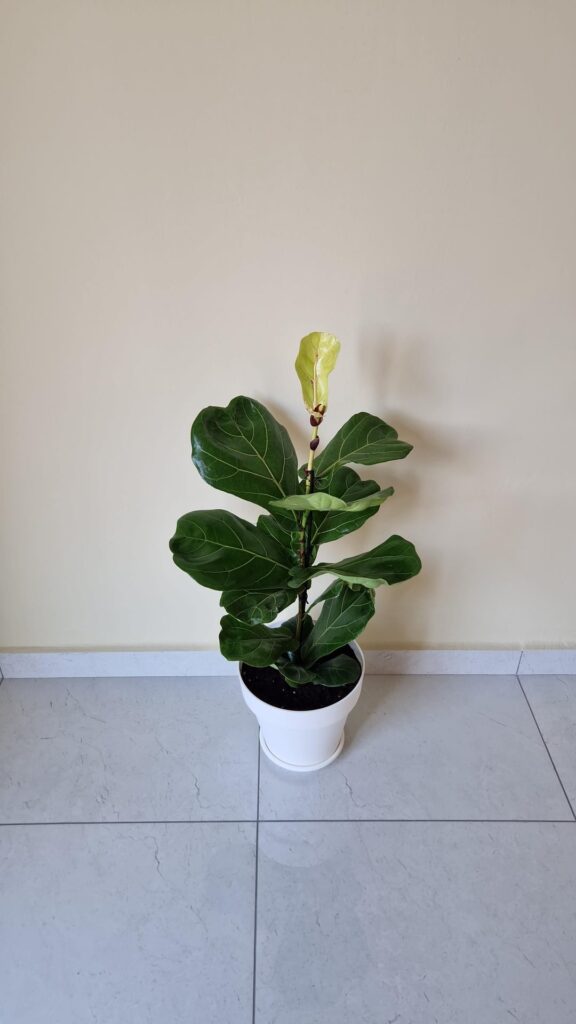 First Ficus Lyrata