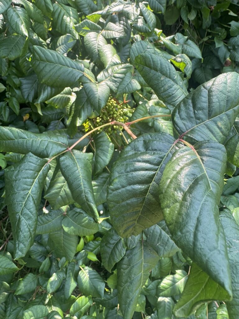 Is this poison ivy