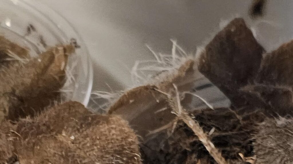 Mold/fungus or roots? Mold/fungus or roots?