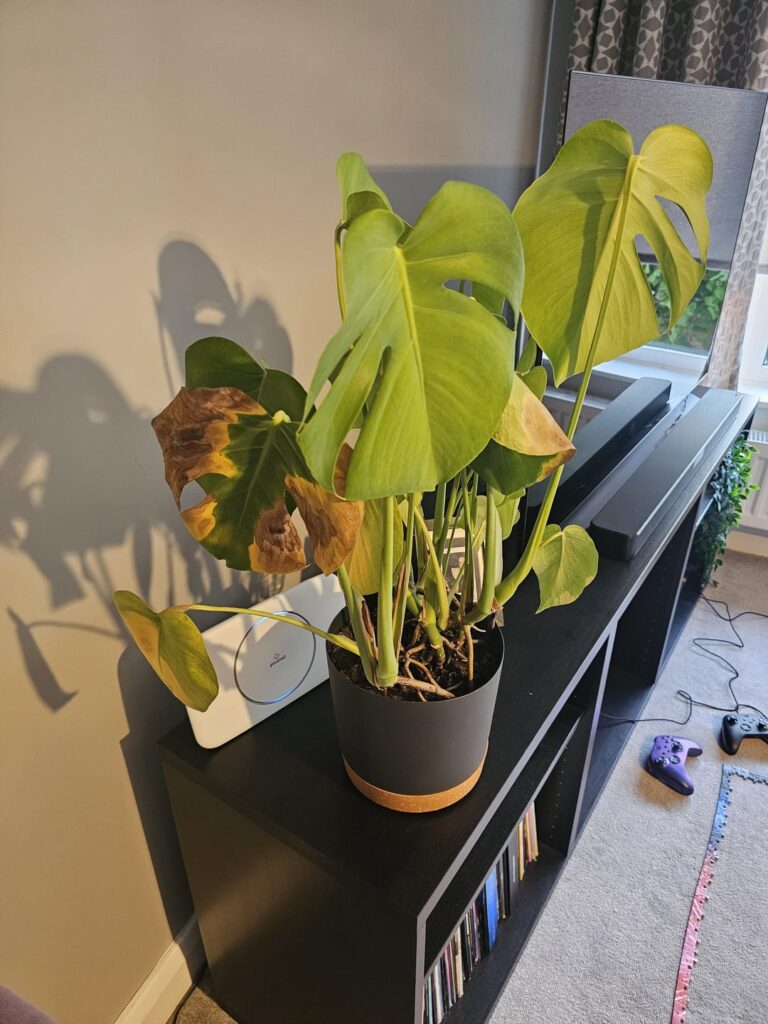 Had this Monstera a year and a half, suddenly he is very sad Had this Monstera a year and a half, suddenly he is very sad