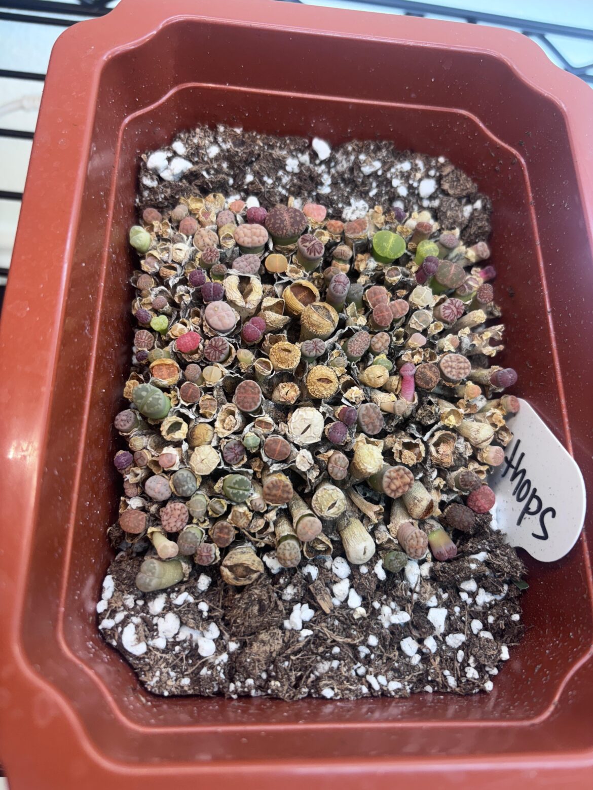 How do you take care of these? Looks like some dried up?