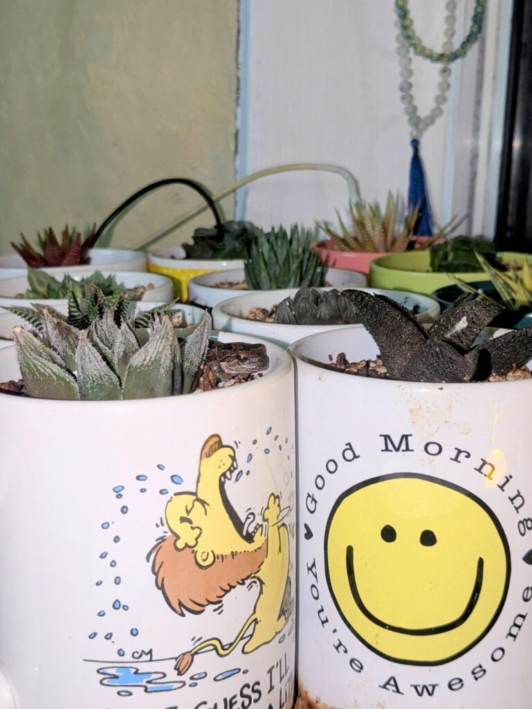 Two nights in a row this frog broke into my house to sit in my combination haworthia/coffee mug collection...
