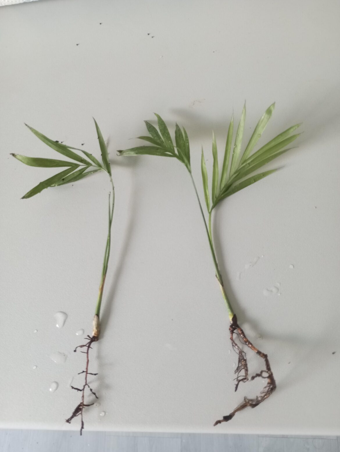 Resscued from the trash bin, will this grow new leaves?