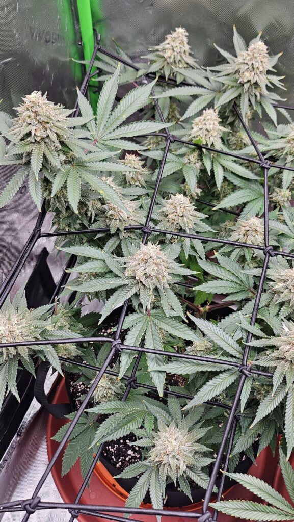 Jack herer, end of week 9, am I close?
