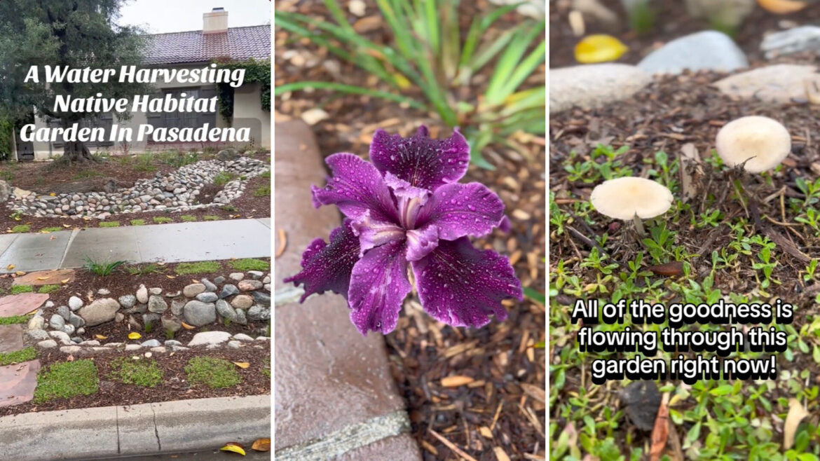 Landscaper shares video of remarkable water-harvesting yard design: ‘This is gorgeous work’ "These techniques are so simple."