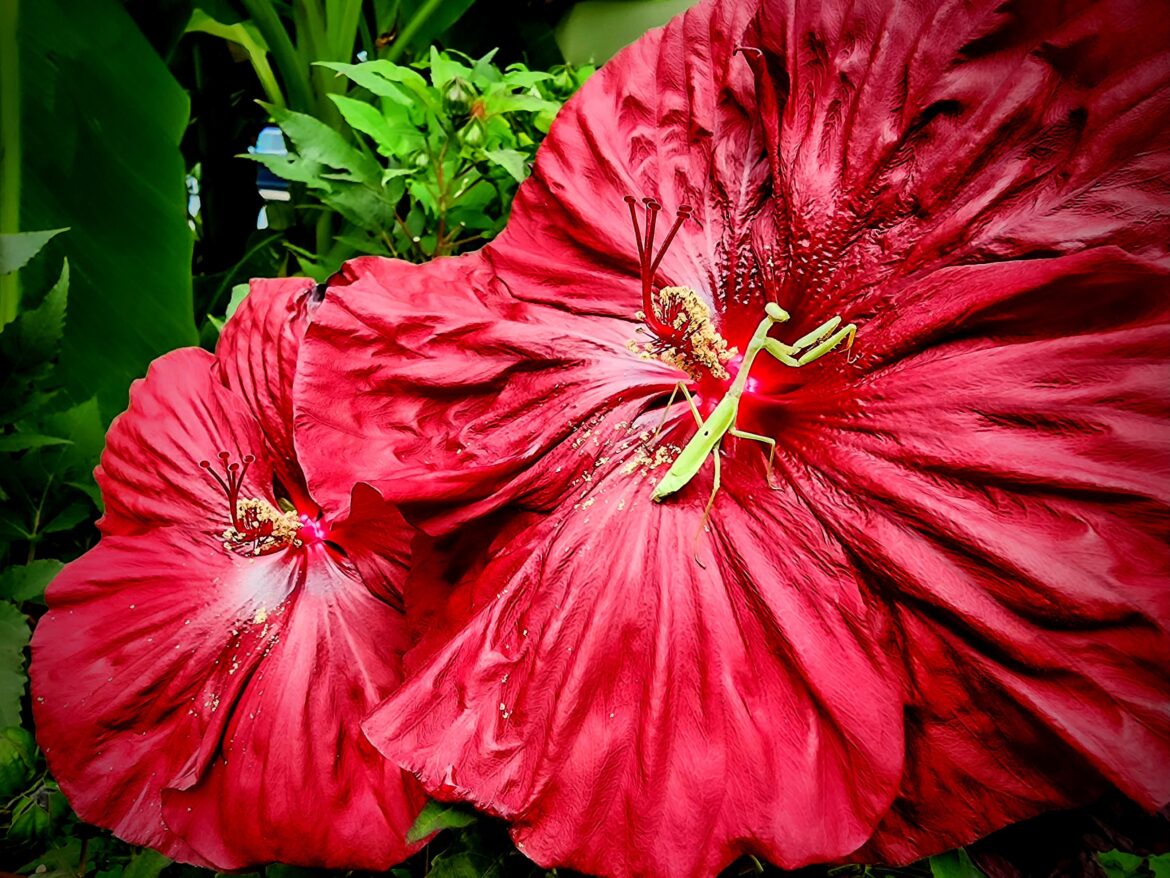 Mantis on Hibiscus