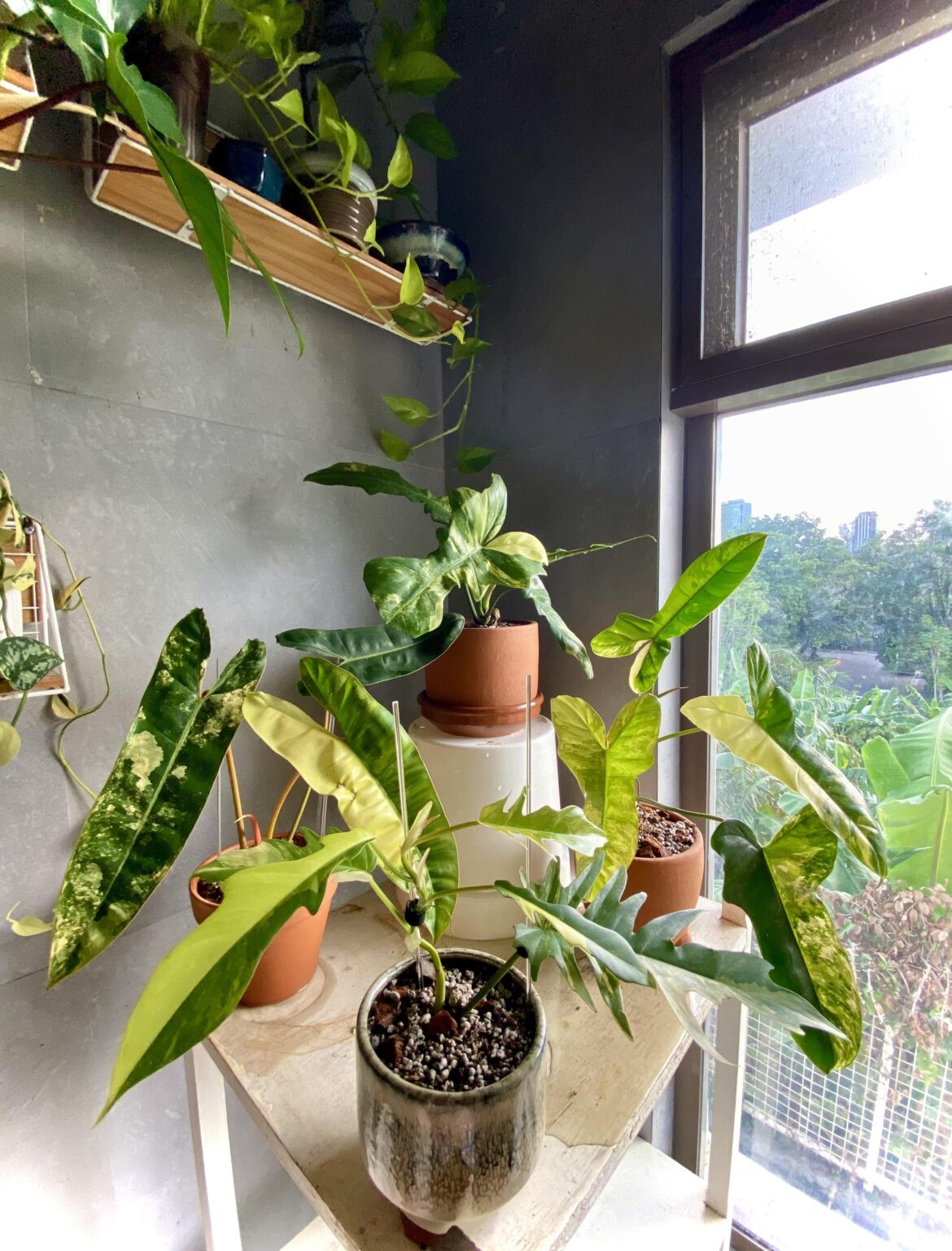 just watered these plants