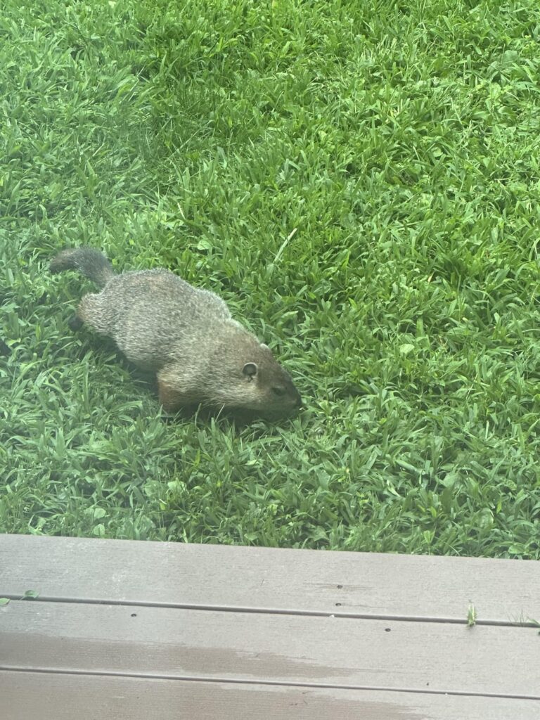 Help identifying this creature that’s terrorizing my yard