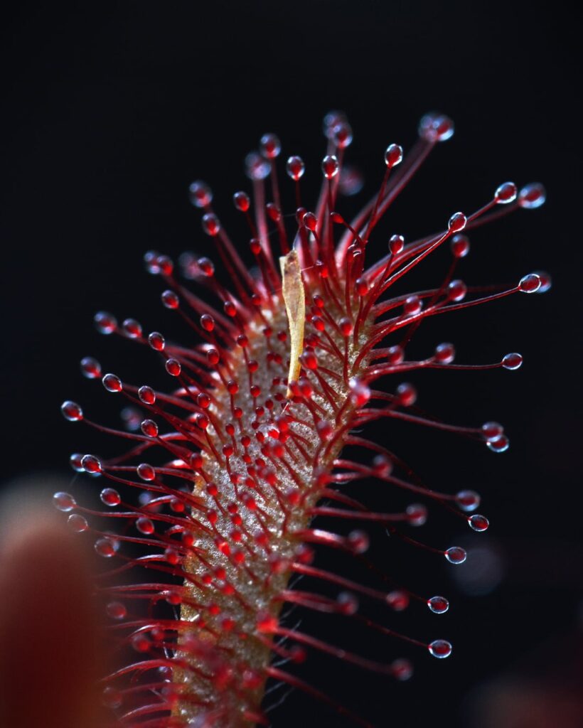 Drosera neocaledonica x oblanceolata