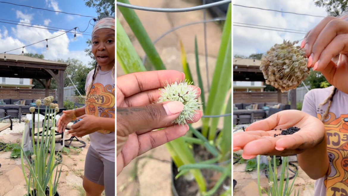 Gardener shares simple method to grow seemingly endless supply of popular herb: ‘This is amazing’ "I have been doing this for over 10 years."