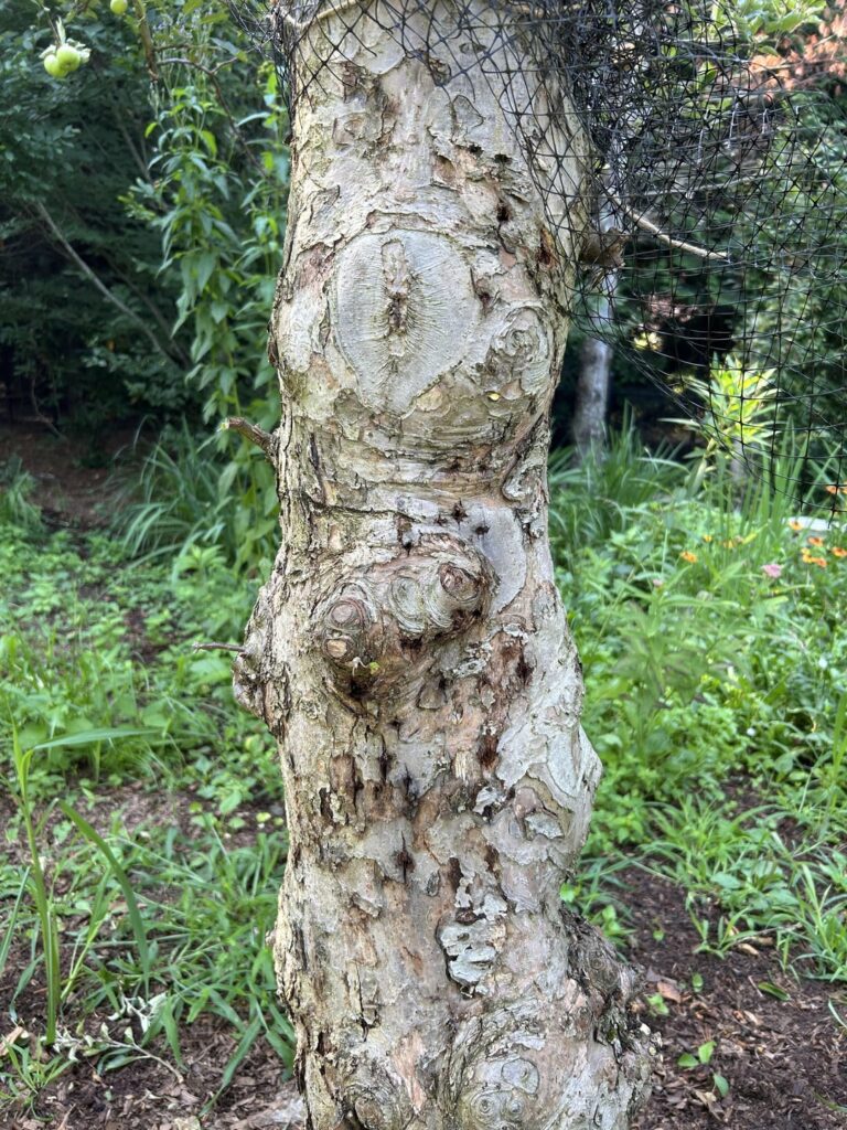 Clients kid shot a brand new 8+” apple tree with a pellet gun…