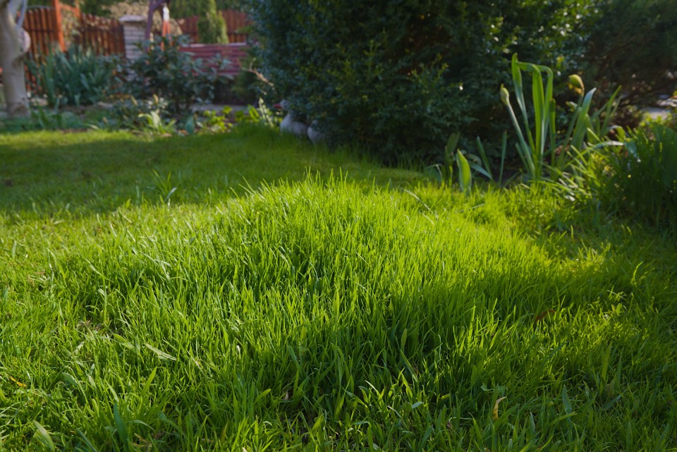 Uneven lawn with different grass heights.
