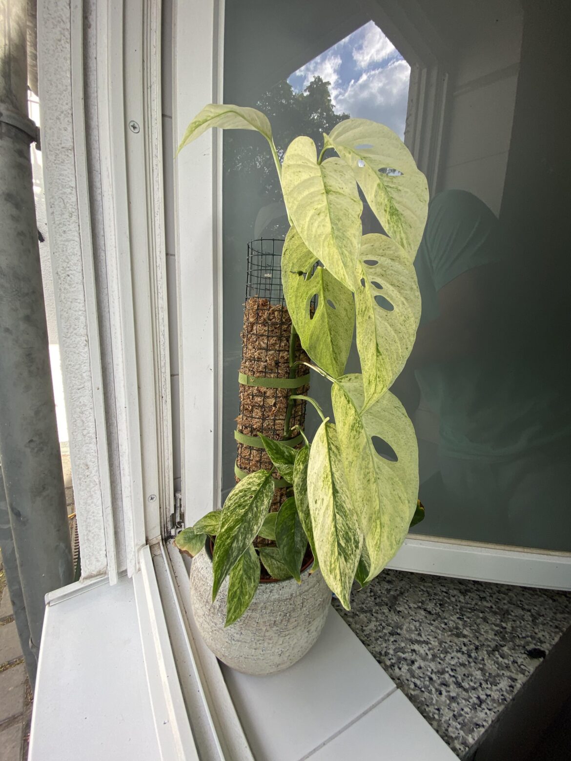 Mature Monstera Laniata Mint