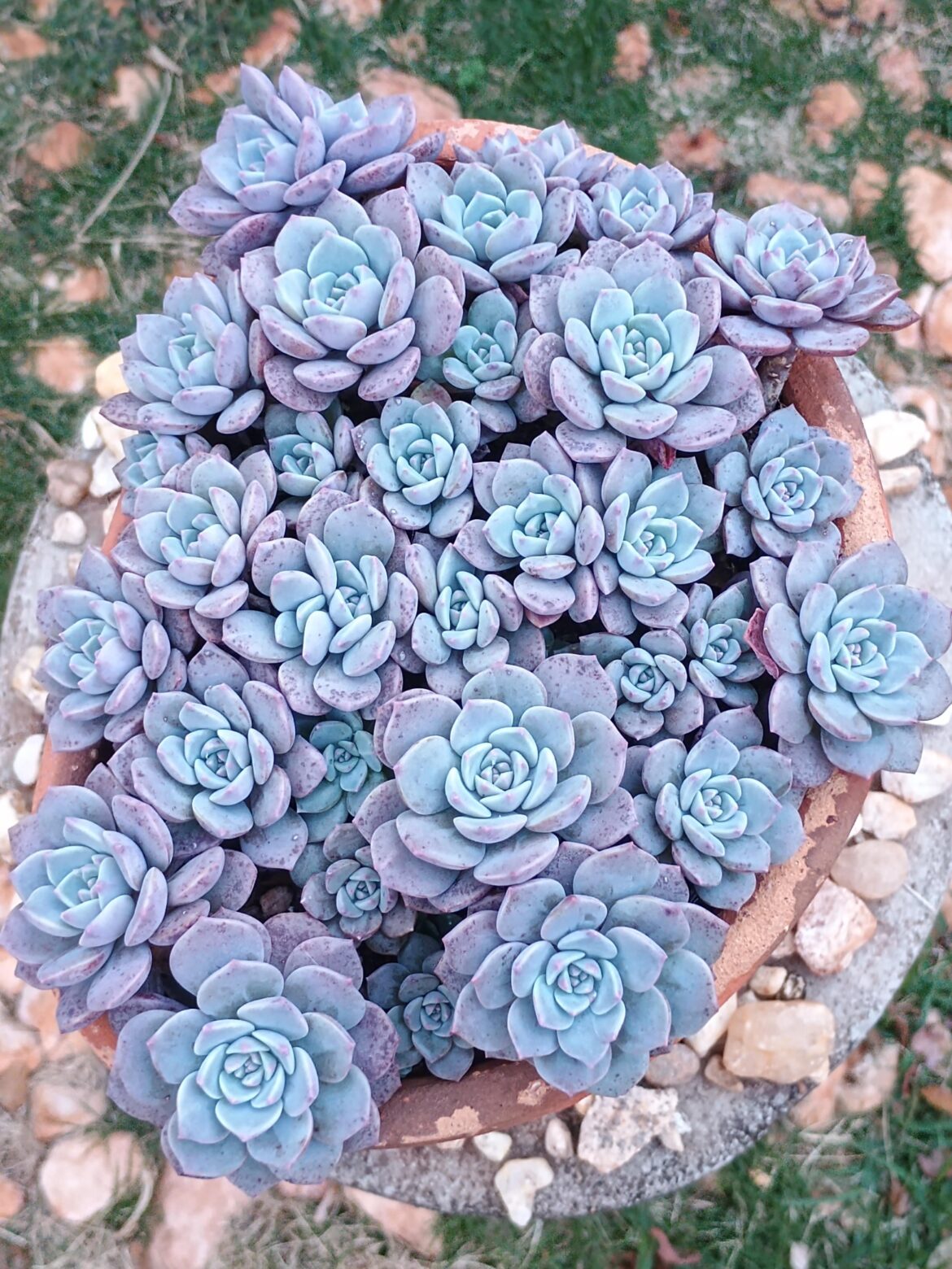Graptoveria 'Super Primavera', each of them are flower stalk leaf props.