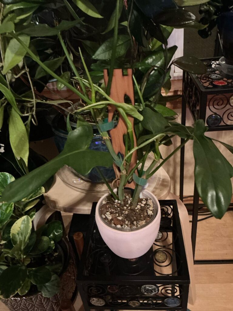 Help Upsizing thiccly moss pole