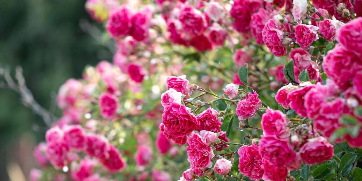 11 Nostalgic Plants British Garden Experts Say Are Trending Again Search