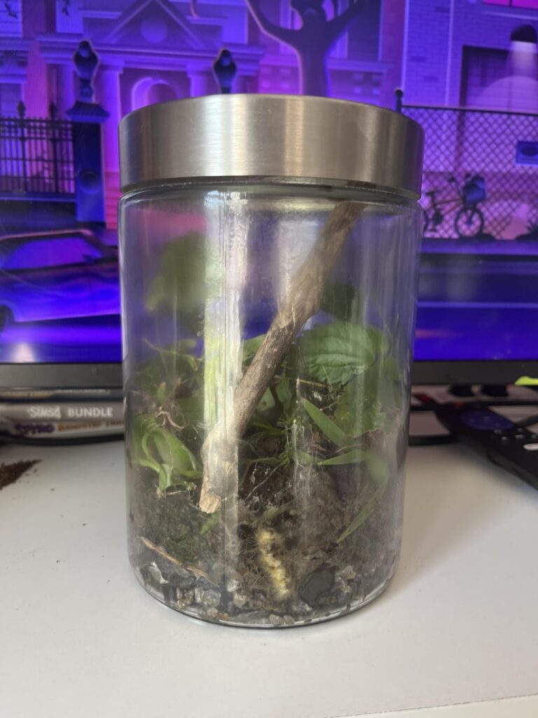 Can this caterpillar survive in here? I believe it’s a yellow woolly bear, need tips on keeping it alive