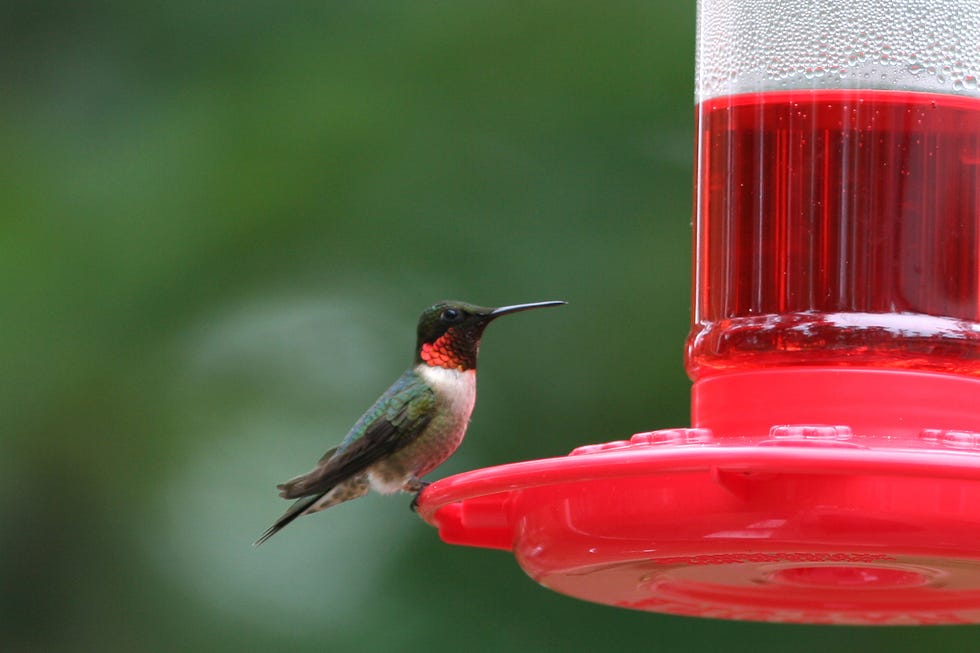 why no hummingbirds