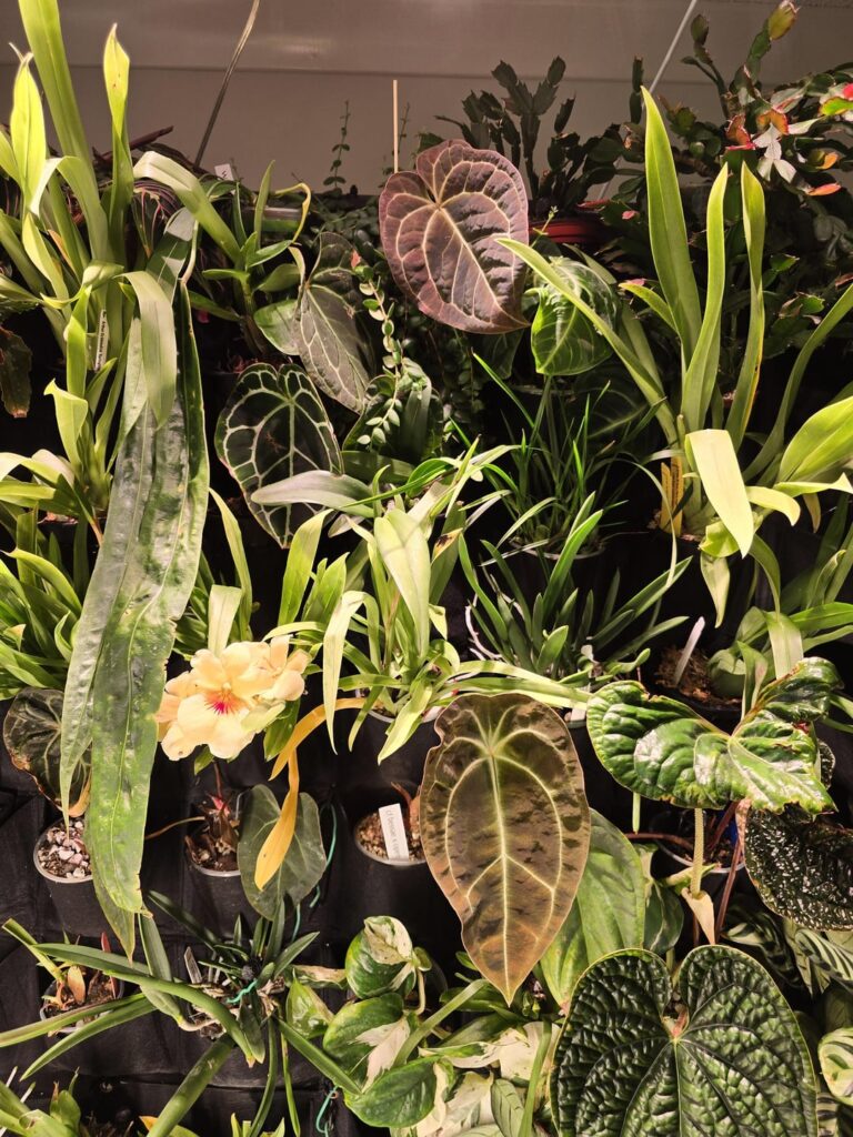I wish you could smell the orchid