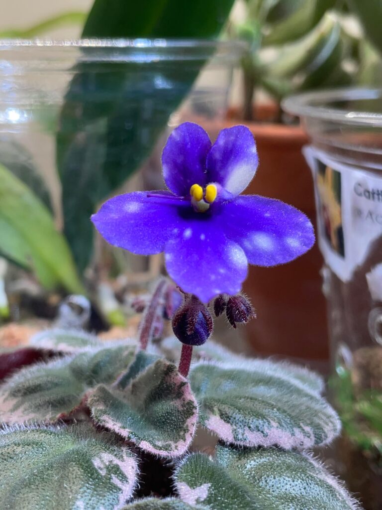 First bloom of Comet's Sorceress!