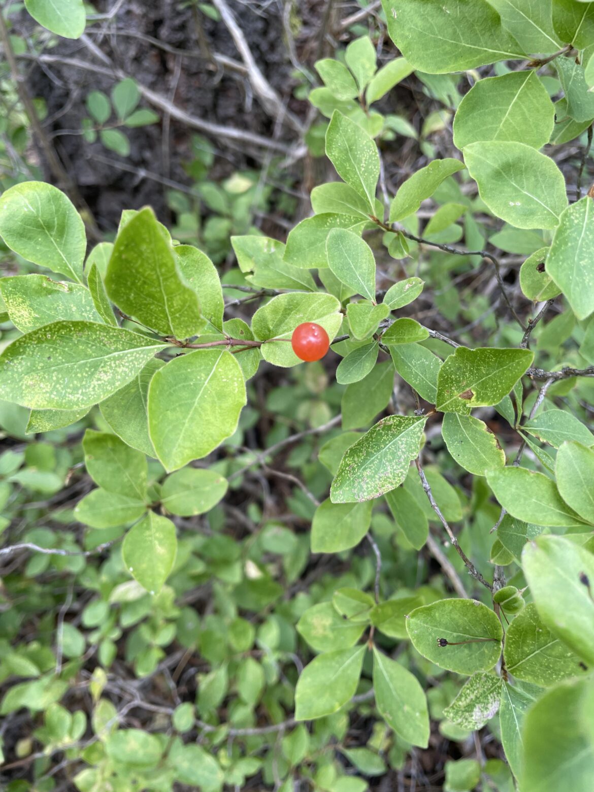 Saw these berries on a fishing trip at Stanislaus National Forest (Clark Ford to be specific) Saw these berries on a fishing trip at Stanislaus National Forest (Clark Ford to be specific)