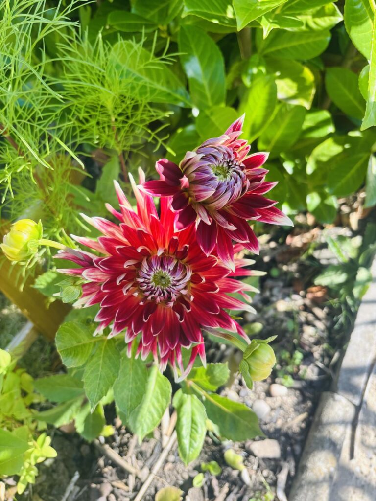 Gorgeous blooms in my garden.