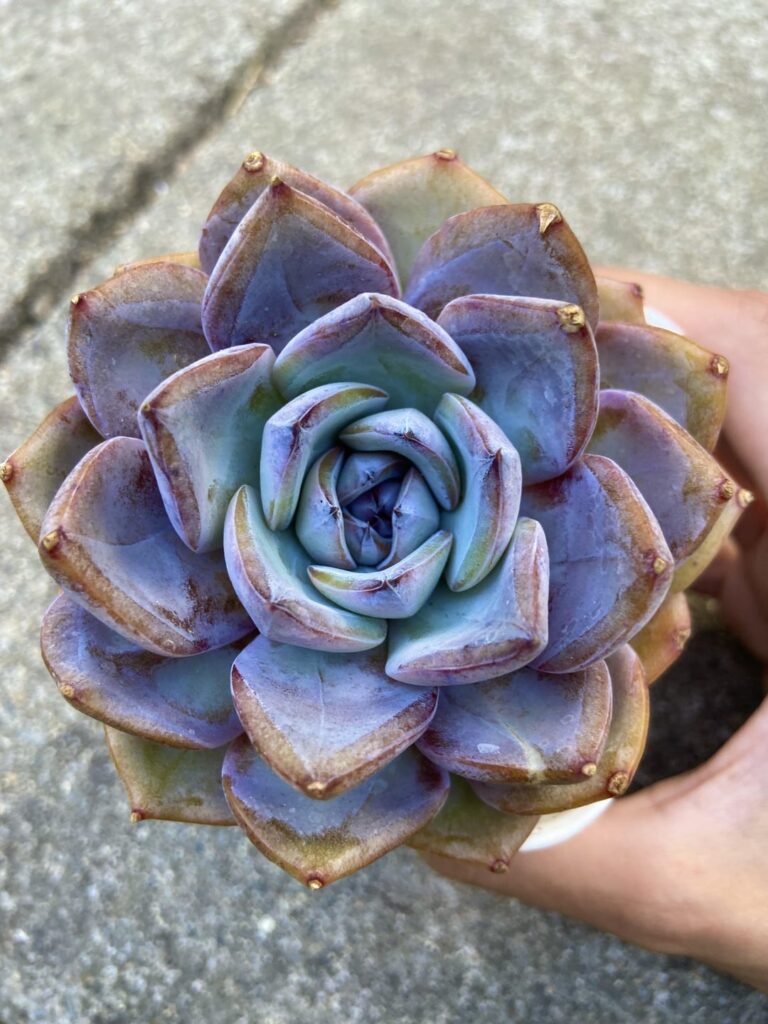 Echeveria 'Donnie Yen'