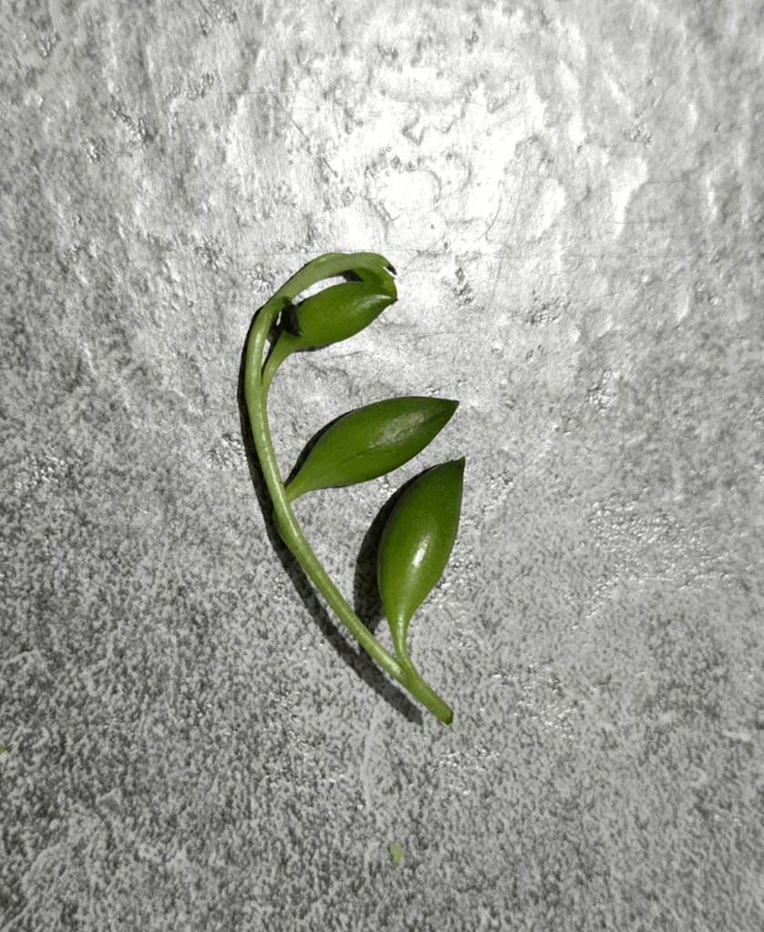How would you proceed with this small cutting?
