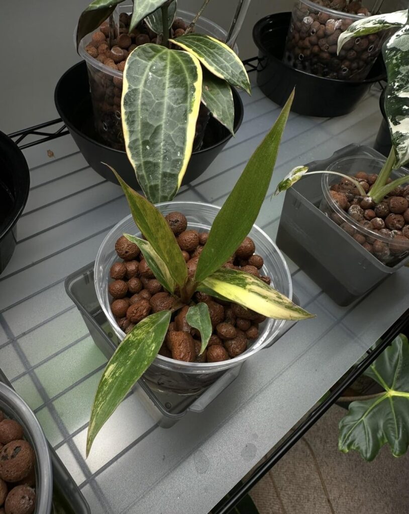 P. Caramel marble - 5 months of growth