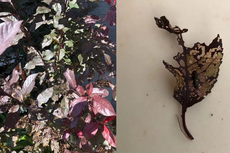 Damaged leaves on a sand cherry shrub.